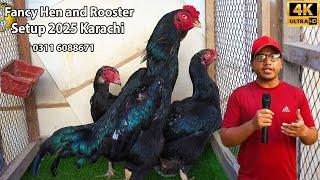 Fancy Hen and Rooster Unique and Rare Fancy Birds O Shamo Aseel Hens Setup Karachi 2025