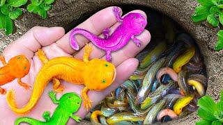 Catching Colorful Tiny Ornamental Iguana Fish, Full Red Guppy, Koi Short Guppy, Red Rose Guppy, Koi