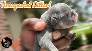 Never Have French Bulldog Puppies Naturally… Here’s Why …!! | Authentic Frenchies | Authentic Benny