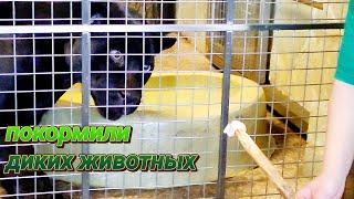 Влог: Ленинградский зоопарк. Покормили и погладили диких животных. Индивидуальная экскурсия.