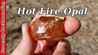 Opal Discovery in Eastern Washington // Rockhounding History in The Making