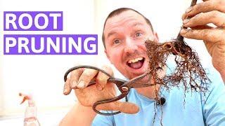 Bonsai Root Pruning Decisions: Crab Apple First Root Work (3MT#3)