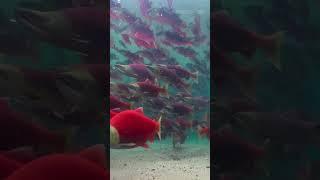 This Fish swim 1000 miles just to die #wildlife #oceanwildlife #animals #nature #facts #ocean