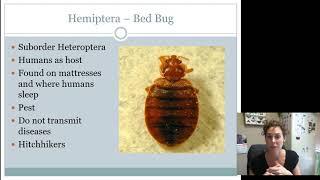 Hemiptera   Heteroptera Juniors, Intermediates AND Seniors