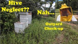 Beehives Neglected or Letting Bees Be Bees | Checking an Out-yard