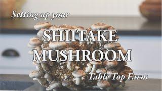 Shiitake Mushroom Table Top Farm Set Up