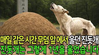 진돗개가 매일 무덤 앞에서 울었습니다 그 무덤의 비밀이 밝혀지는