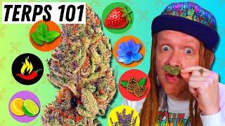 Top 10 Terpenes and What They Do