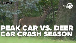 Be careful out there, we are in peak deer vs car crash season!