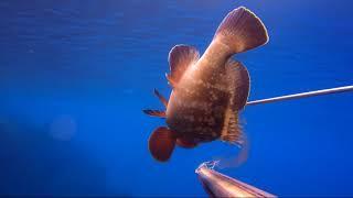 Una Cernia nel giorno di  San Valentino.Spearfishing in the Strait of Messina .Chapter  10.