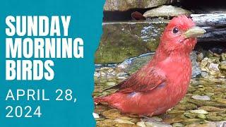 Tanagers, Warblers, and Some Unusual Bird Bath Visitors