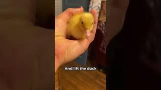 How to Pick Up a Duckling