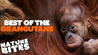 Best of The Orangutans at Chester Zoo | The Secret Life of the Zoo | Nature Bites