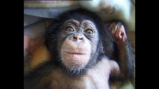Cute and funny baby of chimpanzee