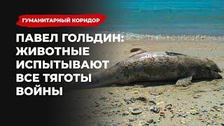 Павел Гольдин: Животные испытывают все тяготы войны | Подкаст «Гуманитарный коридор»