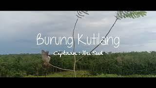 Burung Kutilang - Lagu Anak Populer - video lirik (cover)