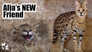 Afia the Serval gets a friend | New Arrival