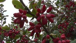 Барбарис обыкновенный. Common barberry.