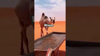 Mind Blowing Facts about Camel   #animalfacts #animallife #wildlifefacts