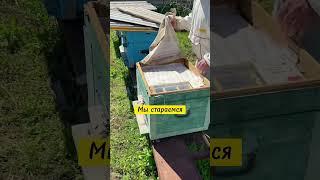 Распаковка улья #bee #жизньвдеревне #одинденьиз #пчеловодство #пчёлы #мёд #honey #nature #animal