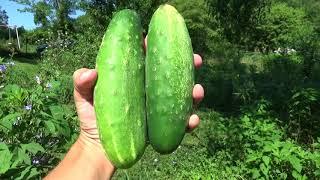 Can You Grow Cucumbers Under Fruit Trees ???