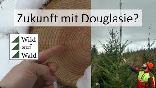 Wild auf Wald Talk: Douglasien