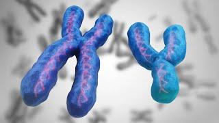 Designer Chromosomes: Rewriting Genetics with Human Artificial Chromosomes!