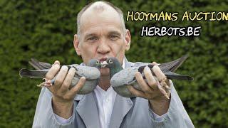 Jan Hooymans Racing Pigeon Auction: Top Champions from Harry’s Legacy | Herbots Auction