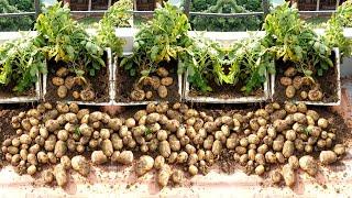 I don't need to buy Potatoes at the market anymore, when I know this trick