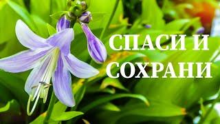 "Спаси и Сохрани". (аудио стихи) Алла Сигарёва.