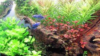 Simple Aquascape for Beginners - Aquascape Setup