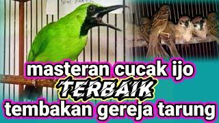 CUCAK IJO GACOR-COR TEMBAKAN GEREJA TARUNG istimewa.