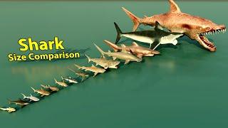 Shark Size Comparison: From Smallest to Largest