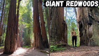 Guide to Humboldt Redwoods State Park - Where to Find the TALLEST Trees?