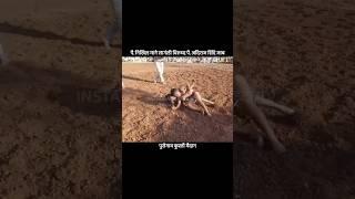 पै. निखिल माने सागंली विरुध्द पै. अदिराज शिंदे जाब | Nikhil Mane #shorts #wrestling #kushti #viral