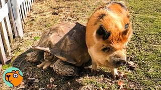 Giant Turtle Loves Nibbling His Pig Sister's Ear | Cuddle Buddies