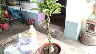 How to make Spiral Adenium