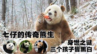 七仔：全球唯一的圈养棕色大熊猫，被遗弃还是被偷，身世成谜；如今儿女双全，三个孩子都不是棕色