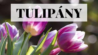 Tulipány - pěstování, výsadba a péče