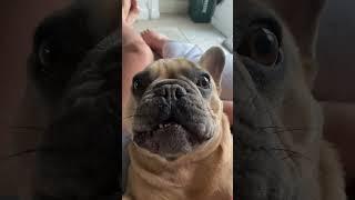 French bulldog barking