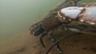 What's Roaming On The Bottom Of The River? Big Crayfish!