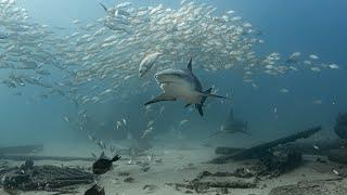 Baja California underwater. Sharks, Whales, Sealions and Mobula's.