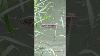 #fishing #рыбалка.Крыса гребёт по воде.