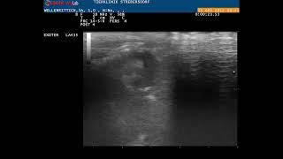 Exotic Practice - budgerigar kidney tumor - ultrasound