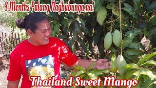 Thailand Sweet Mango in North Cotabato, Sobrang Liit pero daming Bunga