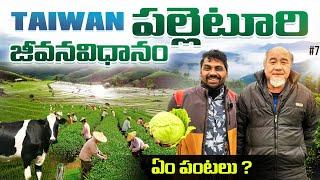 Daily Village Life | Farming | Cow  Farm In Changhua City Taiwan  | Uma Telugu Traveller