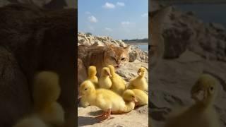 (Click to watch the full version) The cat takes the ducklings outdoors to hunt!