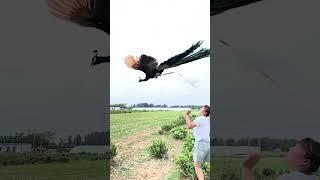 Peacock Flying Beautiful Moment, moor #shortvideo #peacocks