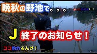 【大阪野池巡り】晩秋&雨の日のバス釣り！チャマオとJのぶらり旅　１話　さくらさん御免なさい