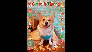 Corgi, Christmas wrapping paper challenge. #shorts